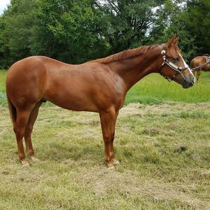 Meet your Posher, Donna